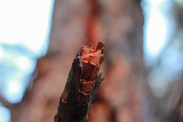 autumn leaves on the tree