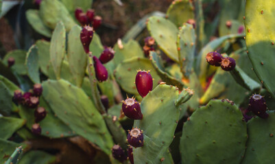 Ripe fruits of Prickly pear cactus (Opuntia, ficus-indica, Indian fig opuntia) with fruits