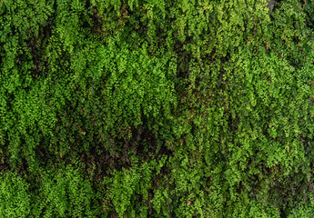 Green grass backgorund texture. Natural background