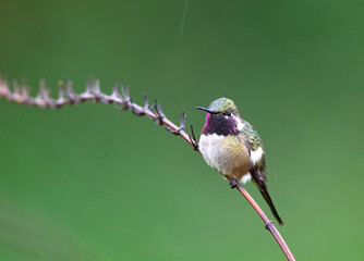 Amethistboself, Amethyst Woodstar, Calliphlox amethystina