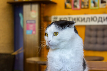 Close-up portrait of a cat with yellow eyes.