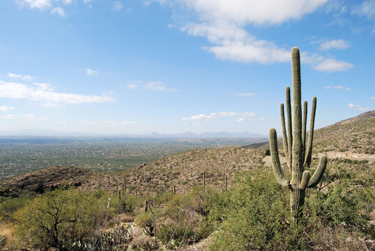 Saguro Cactus on Mt Lemon near Tucson, Arizona