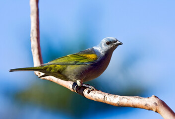 Sayacatangare, Sayaca Tanager, Tangara sayaca