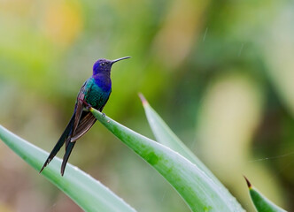 Zwaluwstaartkolibrie, Swallow-tailed Hummingbird, Eupetomena macroura