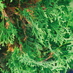 Green branches of juniper for the background. Selective focus
