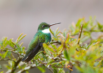 Witkeelkolibrie, White-throated Hummingbird, Leucochloris albicollis