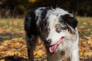  Australian shepherd with open mouth closeup portrait in autumn forest