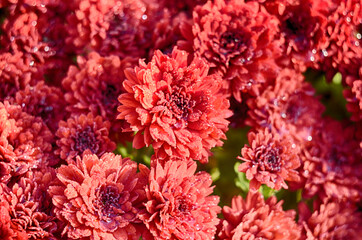 Beautiful chrysanthemum as background picture. Chrysanthemum wallpaper, chrysanthemums in autumn.