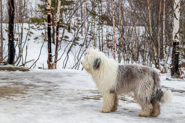 Old English Shepherd. Dog Bobtail for herding service.