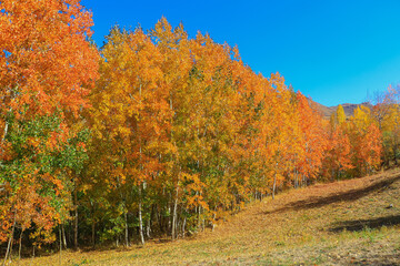 Fototapeta na wymiar autumn trees in the forest