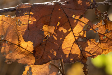 Ahornblatt in Herbstfärbung liegt auf dem Boden