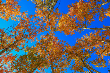 autumn leaves against blue sky