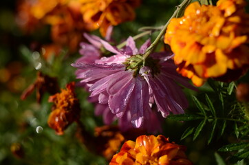 Beautiful chrysanthemum as background picture. Chrysanthemum wallpaper, chrysanthemums in autumn.