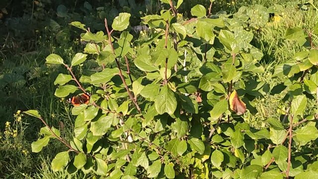 Farfalla colorata sulla foglia