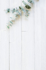 ユーカリ　植物の背景素材