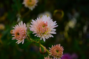 Beautiful chrysanthemum as background picture. Chrysanthemum wallpaper, chrysanthemums in autumn.