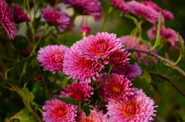 Beautiful chrysanthemum as background picture. Chrysanthemum wallpaper, chrysanthemums in autumn.