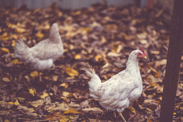 White hens walking in the paddock. A white hen walks on a pile of dry leaves in an aviary on an autumn day on a farm