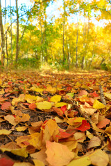 autumn leaves in the park