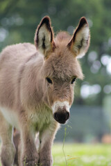 Der Hausesel (Equus asinus asinus) ist ein weltweit verbreitetes Haustier.