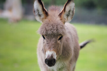 Naklejka na ściany i meble Der Hausesel (Equus asinus asinus) ist ein weltweit verbreitetes Haustier.