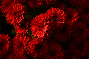 Beautiful chrysanthemum as background picture. Chrysanthemum wallpaper, chrysanthemums in autumn.