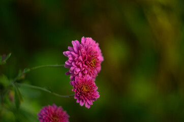 Beautiful chrysanthemum as background picture. Chrysanthemum wallpaper, chrysanthemums in autumn.