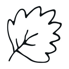 abstract contour leaf isolated on white