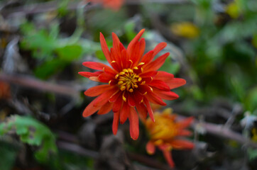 Beautiful chrysanthemum as background picture. Chrysanthemum wallpaper, chrysanthemums in autumn.