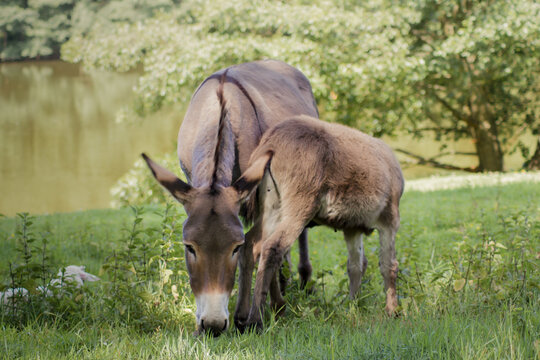 Der Hausesel (Equus asinus asinus) ist ein weltweit verbreitetes Haustier.