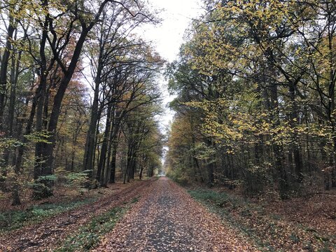 Wald im Herbst