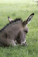 Der Hausesel (Equus asinus asinus) ist ein weltweit verbreitetes Haustier.