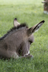 Fototapeta premium Der Hausesel (Equus asinus asinus) ist ein weltweit verbreitetes Haustier.