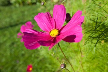 magenta flower