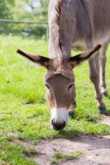 Der Hausesel (Equus asinus asinus) ist ein weltweit verbreitetes Haustier.