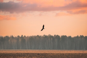 Belarus. Wild Bird Northern Lapwing Vanellus Vanellus Flying In Suneset Sky Above Field. Altered Sky