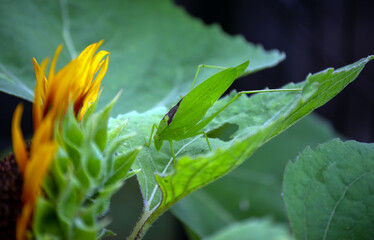A green katydid stands like a statue on top of a green leaf surrounded by a defocused effect drawing the eye to the insect.
