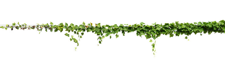 ivy plant on electric wire isolate on white background - obrazy, fototapety, plakaty