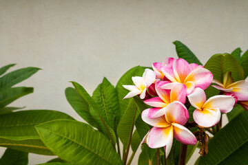Tropical frangipani flower, with green leaf,  frame for spa healing, beauty, pink yeallow white and green 