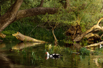 Ducks swimming in pond among green trees.