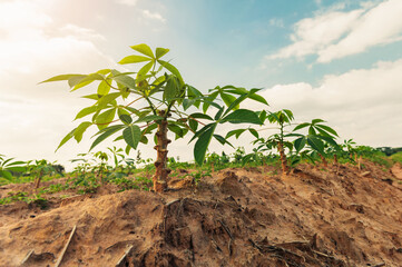 cassava tree in farm and sunset.