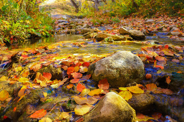 autumn leaves in water