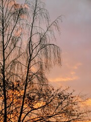 tree, sunset, sky, winter, nature, trees, silhouette, sun, forest, landscape, branch, autumn, evening, bare, sunrise, branches, orange, black, beautiful, clouds, fall, morning, dark, dusk, woods