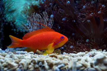 The Sea Goldie / The Orange Basslet (Pseudanthias squamipinnis)