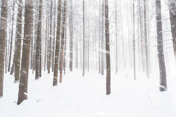 Snowy winter forest background. Spruce trees under snowfall.