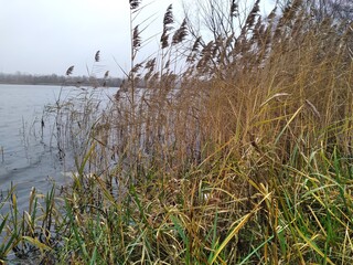 Obraz premium reeds and water