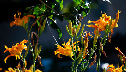 Lilium bulbiferum ,beautiful orange flower