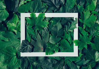 Green leaves layout with white frame
