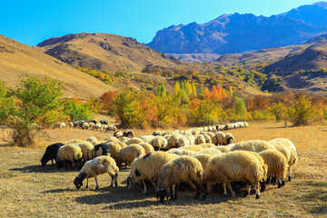 flock of sheep on a meadow