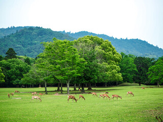 奈良の鹿